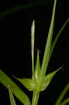 Greater bladder sedge